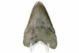 Fossil Megalodon Tooth - South Carolina #171120-2